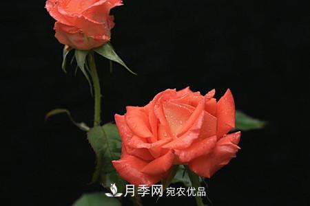 全攻略，香水月季怎么養(yǎng)長的好？(圖6)