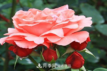 全攻略，香水月季怎么養(yǎng)長的好？(圖10)