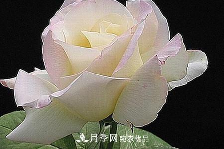 全攻略，香水月季怎么養(yǎng)長的好？(圖7)