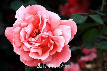 全攻略，香水月季怎么養(yǎng)長的好？(圖5)