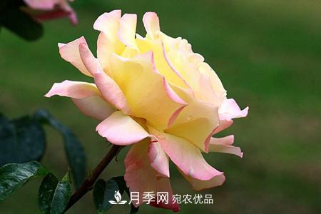 全攻略，香水月季怎么養(yǎng)長的好？(圖8)