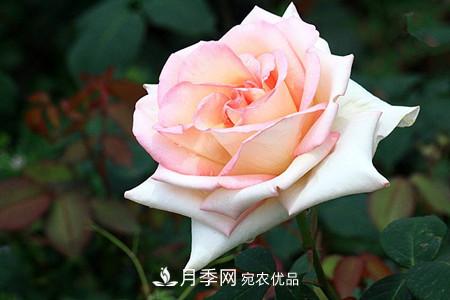 全攻略，香水月季怎么養(yǎng)長的好？(圖9)