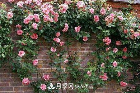 藤本月季制作月季花墻怎么固定？(圖3)