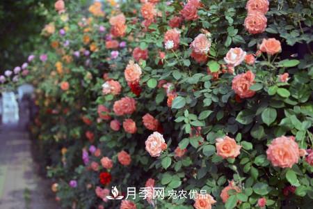 藤本月季制作月季花墻怎么固定？(圖2)
