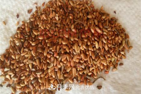 月季花的種子可以種嗎？(圖1)