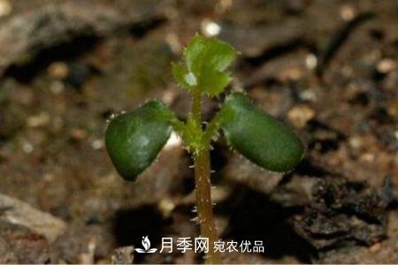 月季花的種子可以種嗎？(圖2)