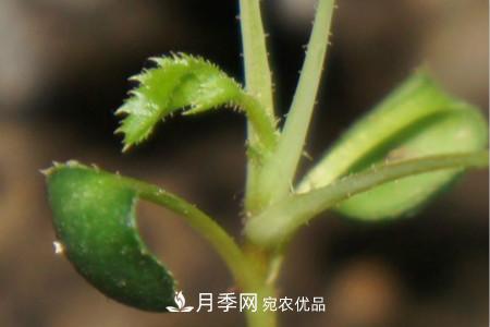 月季花的種子可以種嗎？(圖3)
