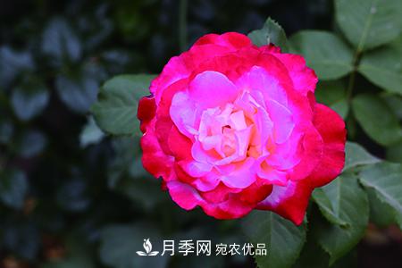 養(yǎng)護(hù)月季花施肥施什么肥料？(圖2)