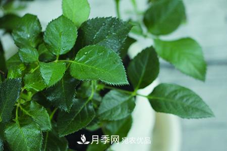 養(yǎng)護(hù)月季花施肥施什么肥料？(圖3)