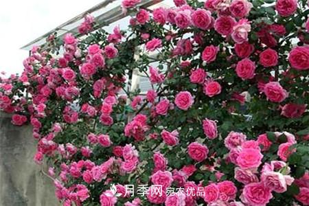 月季種類有哪些？帶你了解藤本、灌木、微型、樹狀(圖1)