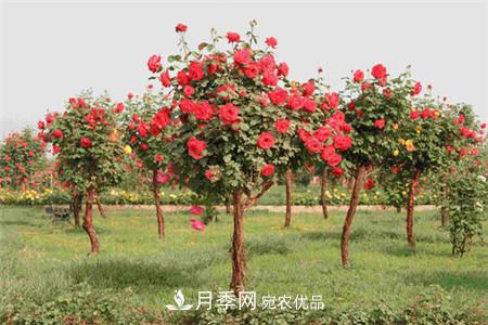 月季種類有哪些？帶你了解藤本、灌木、微型、樹狀(圖4)
