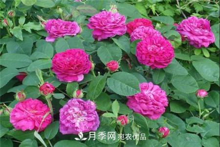 月季種類有哪些？帶你了解藤本、灌木、微型、樹狀(圖2)