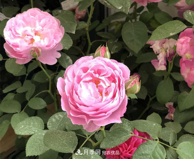 月季花冬天會(huì)凍死嗎？防寒的措施(圖1)
