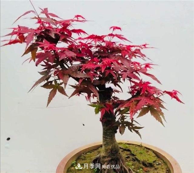 秋天到了，紅楓盆景需做好3個要點，葉子鮮紅似火(圖2)