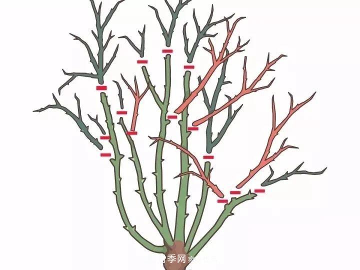 月季花夏季的修剪、施肥和防治病蟲害攻略，遠(yuǎn)離紅蜘蛛黑斑病(圖4)