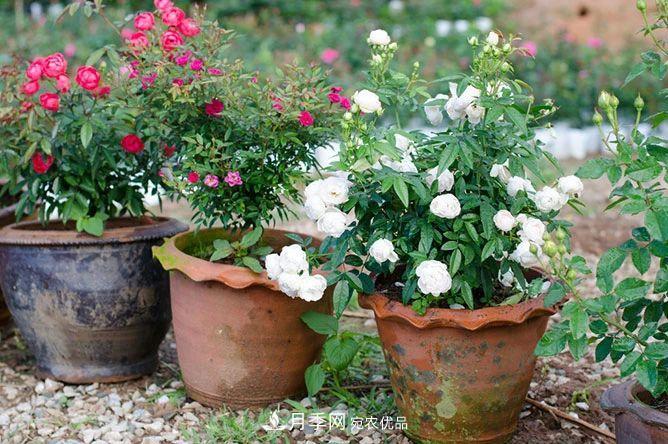 月季花夏季的修剪、施肥和防治病蟲害攻略，遠(yuǎn)離紅蜘蛛黑斑病(圖3)