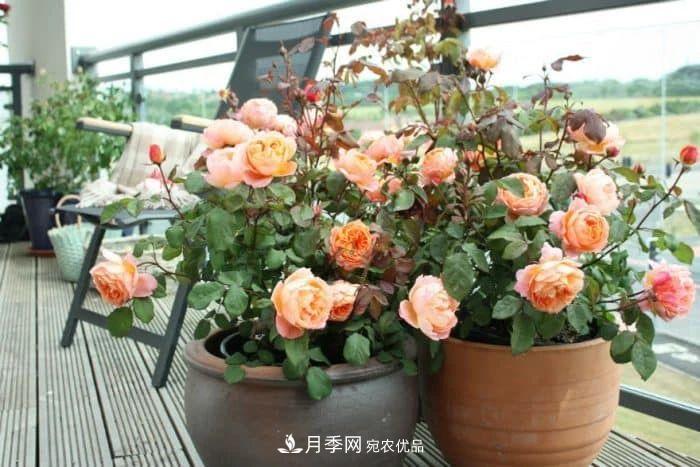 月季花夏季的修剪、施肥和防治病蟲害攻略，遠(yuǎn)離紅蜘蛛黑斑病(圖2)
