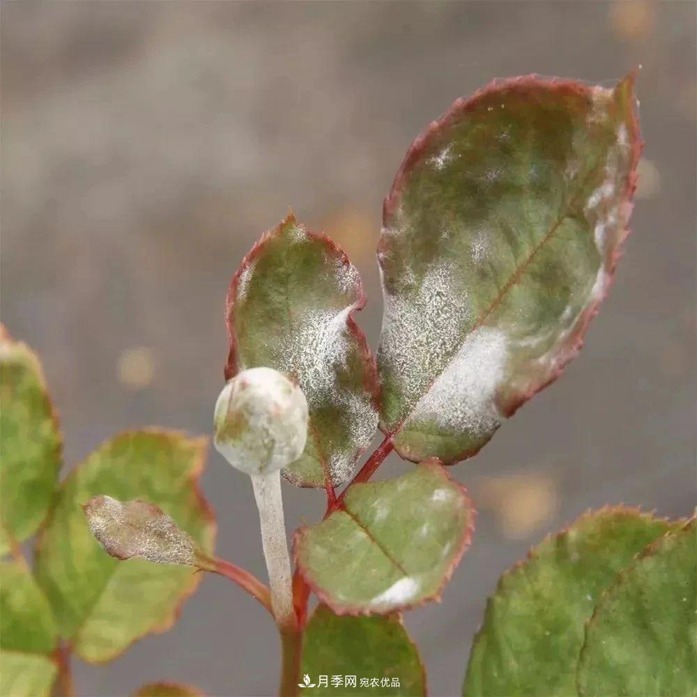 月季花夏季的修剪、施肥和防治病蟲害攻略，遠(yuǎn)離紅蜘蛛黑斑病(圖6)