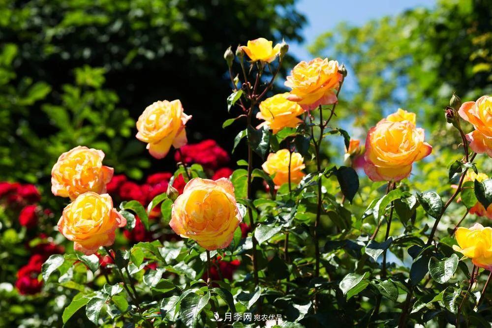 月季花夏季的修剪、施肥和防治病蟲害攻略，遠(yuǎn)離紅蜘蛛黑斑病(圖7)