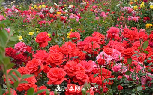 怎么管理陽臺上的盆栽月季，方法是什么？(圖1)