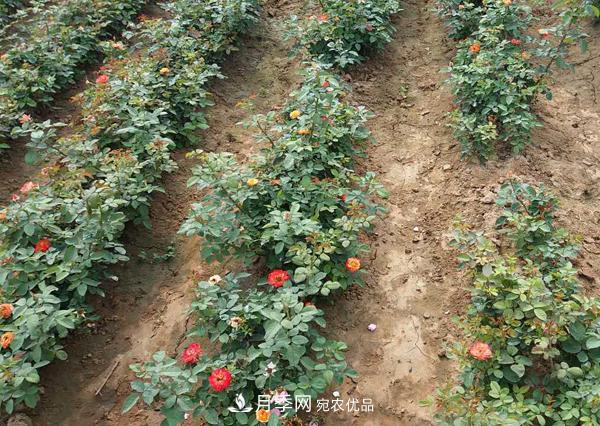 南陽(yáng)大花月季小苗基地批發(fā)(圖1)