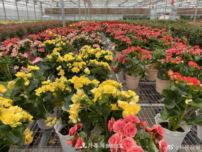 甘肅山里的鮮花基地，讓農(nóng)民顧家掙錢兩不誤(圖3)