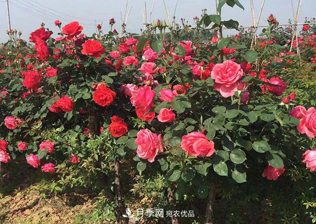 室內種植月季花，做好這四點，植株旺開花多(圖2)