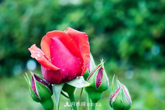 新買的月季苗帶花苞是好事還是壞事？(圖1)
