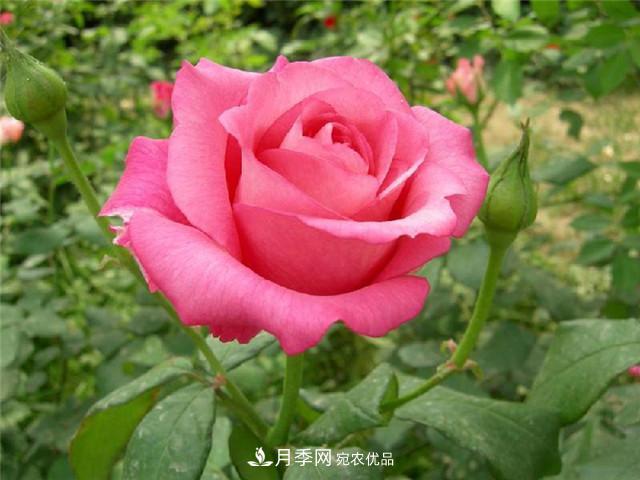 想要月季花，長(zhǎng)勢(shì)壯，開(kāi)花多，及時(shí)合理的修剪非常重要(圖1)