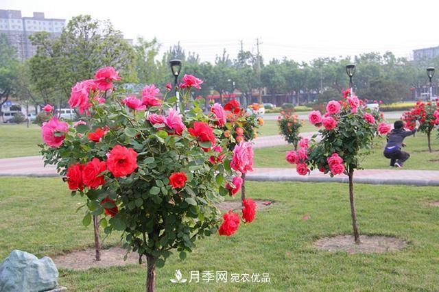 花中皇后四季常開，看月季之鄉(xiāng)的樹狀月季是如果養(yǎng)殖的？(圖2)