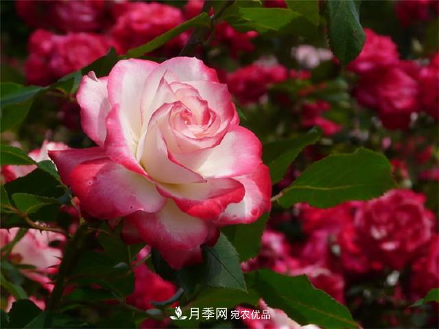 月季養(yǎng)護二三事，做好這幾點，想不開花都難(圖1)