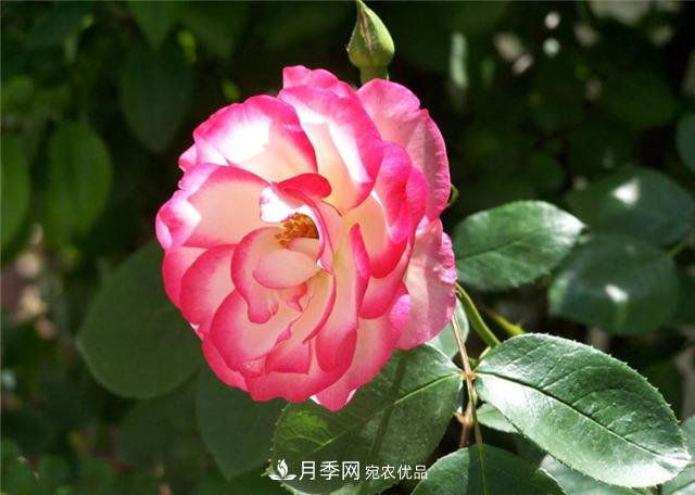 買花卉苗木要選對季節(jié)，秋天就買這幾類(圖1)