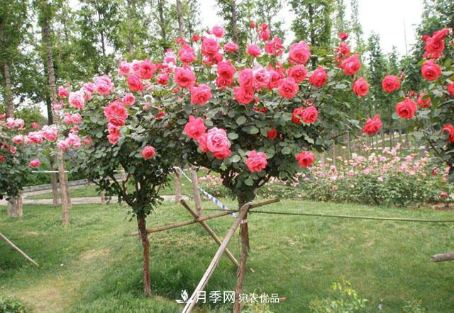 怎么讓月季長成月季樹(圖1)