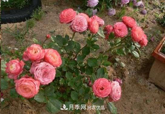 月季地栽這么做，長的比別人家的快10倍(圖1)