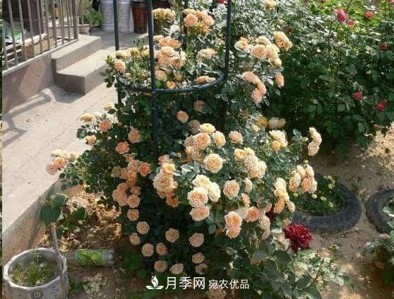 月季地栽這么做，長的比別人家的快10倍(圖2)