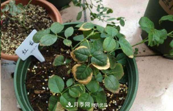 月季換盆后葉子黃了怎么回事？施肥辦法詳解在此(圖1)