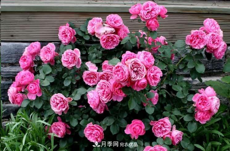 養(yǎng)了2年的藤本月季不開(kāi)花有三個(gè)原因，南方花友如何解決？(圖1)