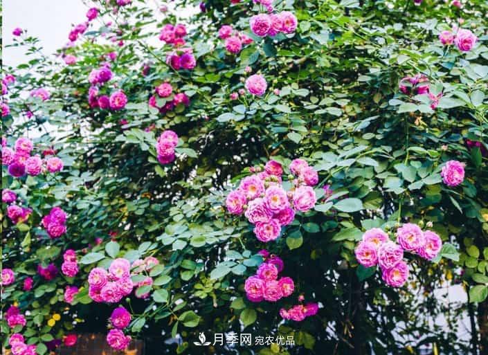 養(yǎng)了2年的藤本月季不開(kāi)花有三個(gè)原因，南方花友如何解決？(圖2)
