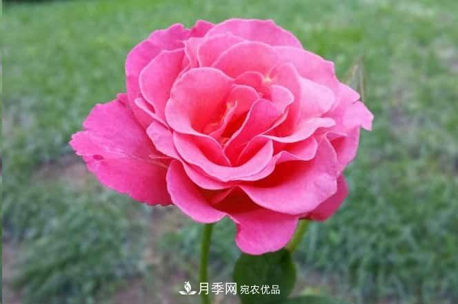 月季花苞一直打不開，5個原因在這！(圖2)