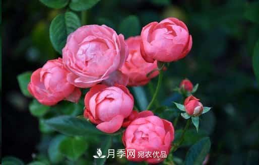月季花苞一直打不開，5個原因在這！(圖1)
