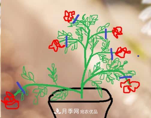 藤本月季小苗修剪方法，花友學(xué)會了嗎！(圖3)