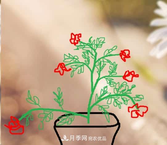 藤本月季小苗修剪方法，花友學(xué)會了嗎！(圖1)