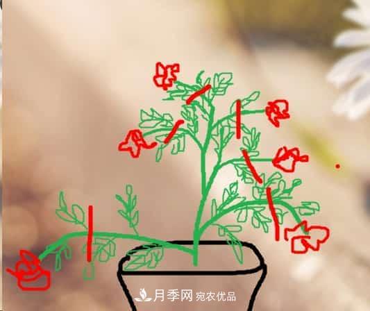 藤本月季小苗修剪方法，花友學(xué)會了嗎！(圖2)