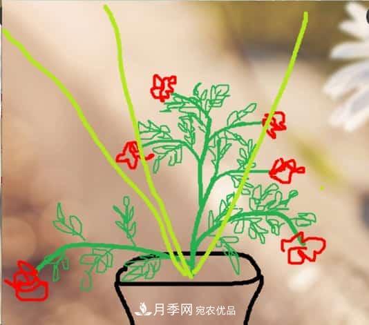 藤本月季小苗修剪方法，花友學(xué)會了嗎！(圖4)
