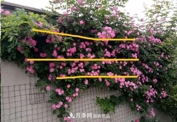 藤本月季牽引技巧！輕松打造月季花墻(圖3)