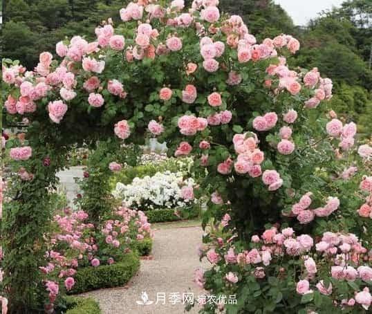 藤本月季牽引技巧！輕松打造月季花墻(圖2)