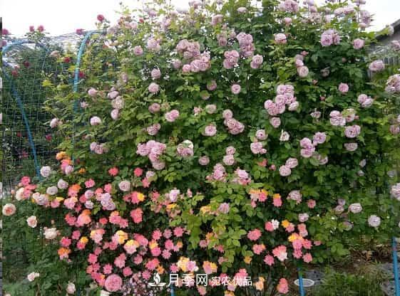 藤本月季牽引技巧！輕松打造月季花墻(圖1)