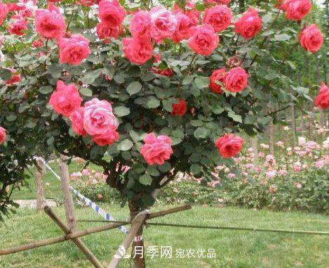 月季花很漂亮，但選購(gòu)的時(shí)候認(rèn)準(zhǔn)這7個(gè)方法(圖3)