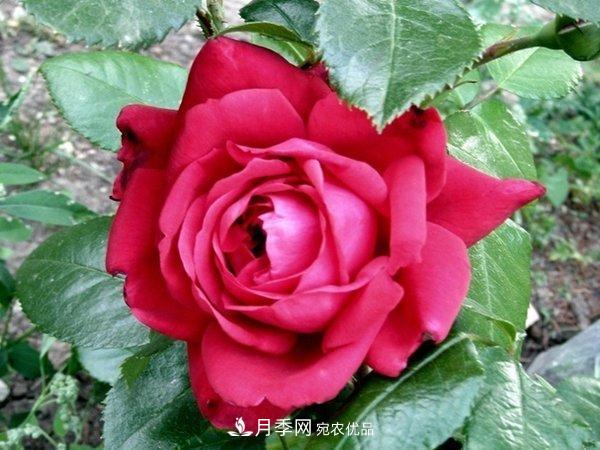 玫瑰國(guó)度的天使，冬天養(yǎng)月季選它，完美月季花，勤花多花更漂亮(圖1)