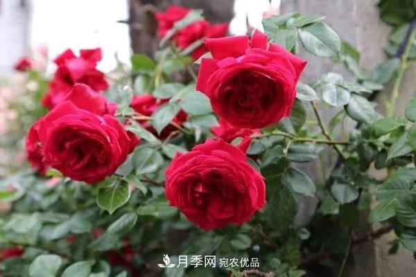 玫瑰國(guó)度的天使，冬天養(yǎng)月季選它，完美月季花，勤花多花更漂亮(圖2)
